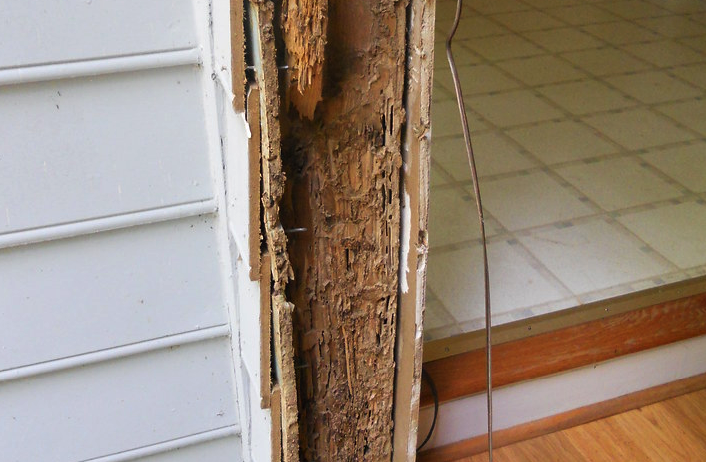 Kayu Masih Utuh Tapi Keropos? Ini Tanda Rumah Anda Sudah Dikuasai Rayap